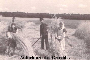 Getreide_aufnehmen