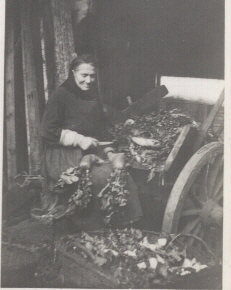 02_A. Wernitz 1932 beim Rübenschneiden 02_A. Wernitz 1932 beim Rübenschneiden