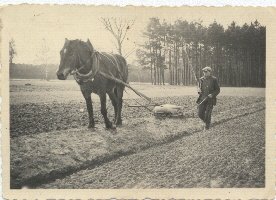 03_Beim Eggen um 1930 03_Beim Eggen um 1930